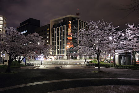 オフィスビルに反射した東京タワーと夜桜