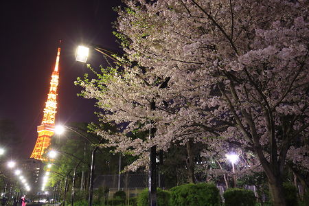 夜桜と東京タワーを望む