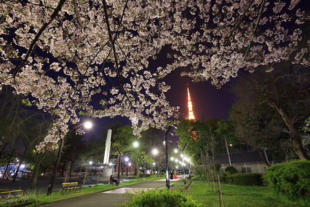 夜桜の真下から東京タワーを望む
