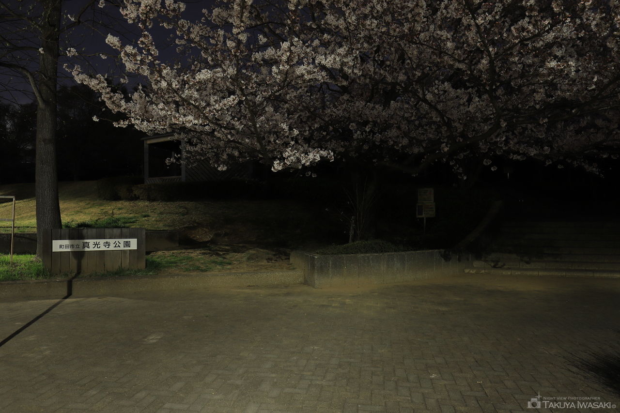 真光寺公園の夜景スポット写真（3）
