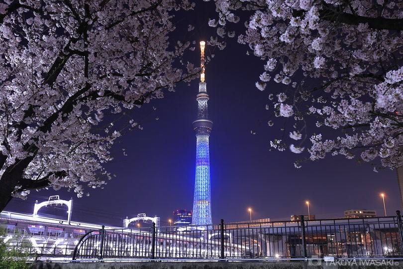 東京のおすすめ夜桜ライトアップ12選