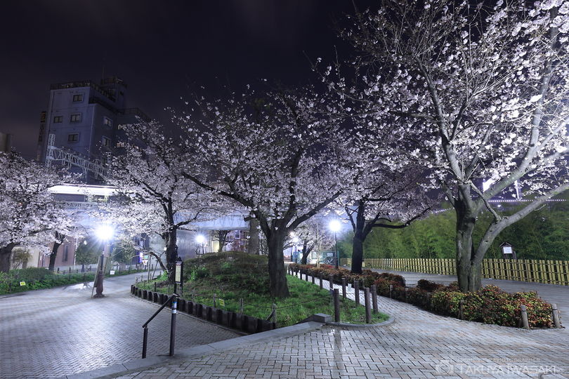 隅田公園の夜景スポット写真（6）
