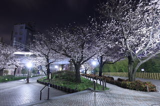 夜桜が彩る隅田公園の雰囲気