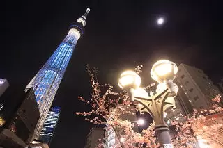 東武橋・東京スカイツリー（河津桜の夜桜ライトアップ）の夜景