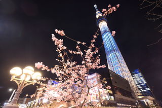 東武橋・東京スカイツリーの夜景スポット写真（2）class=