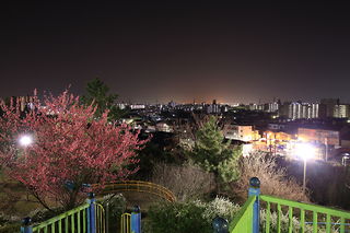 桜と名古屋市街地の夜景千鳥塚