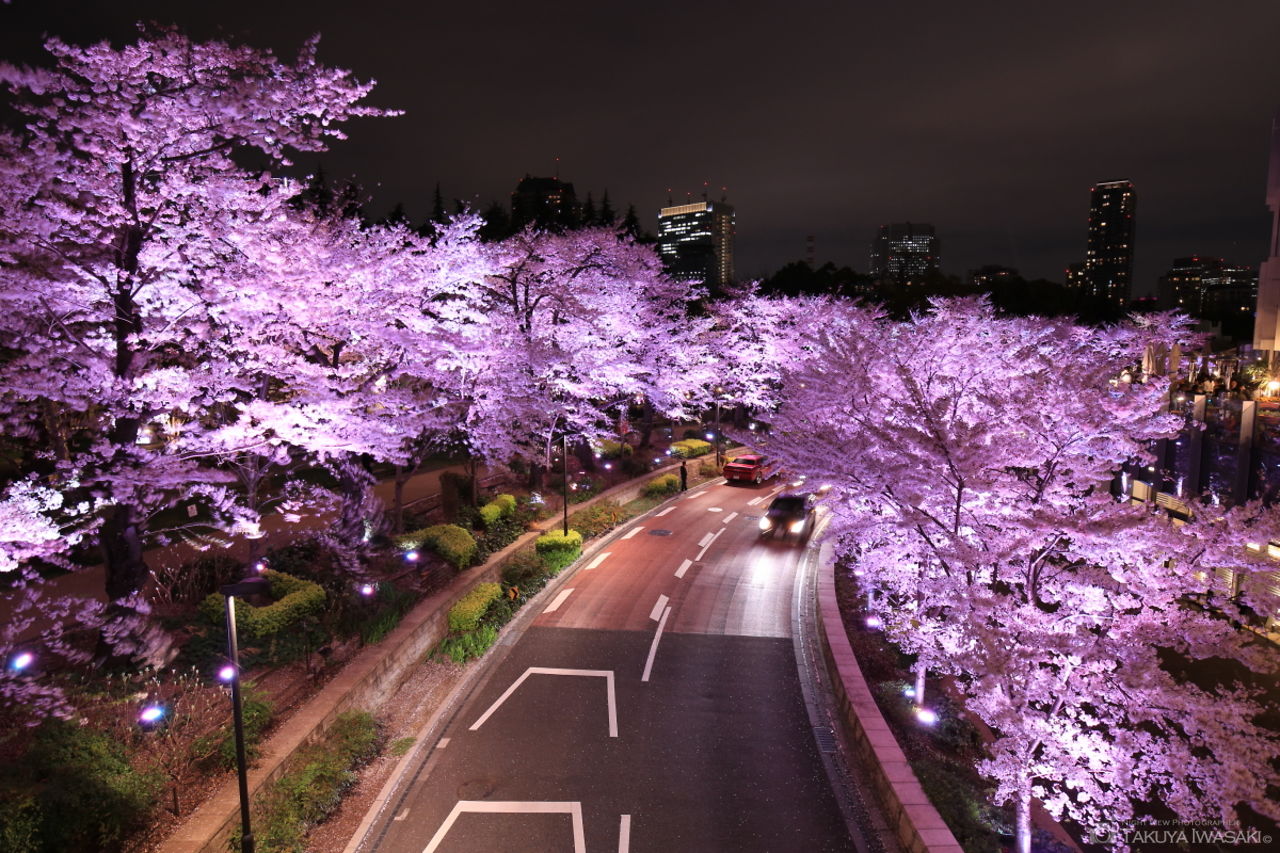 歩道橋から夜桜を望む