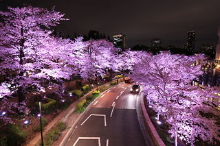 歩道橋から夜桜を望む