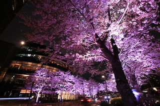 東京ミッドタウンと夜桜を見上げる
