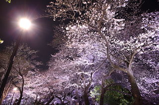 夜桜を見上げる