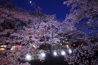 夜桜と月明かりを見上げる