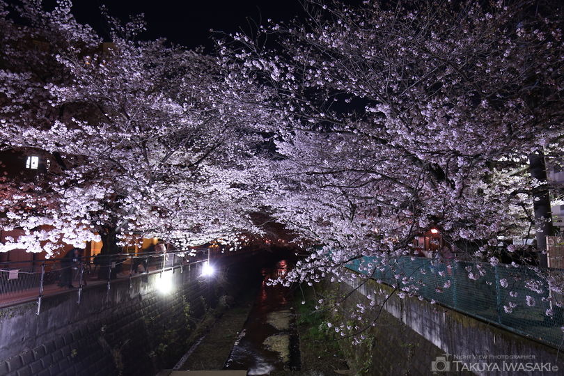 麻生川の桜並木の夜景スポット写真（2）