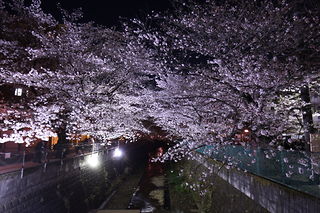 麻生川の桜並木の夜景スポット写真（2）class=