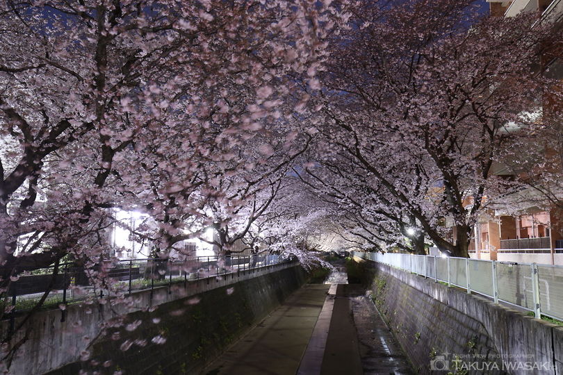 麻生川の桜並木の夜景スポット写真（3）