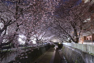 麻生川の桜並木の夜景スポット写真（3）class=