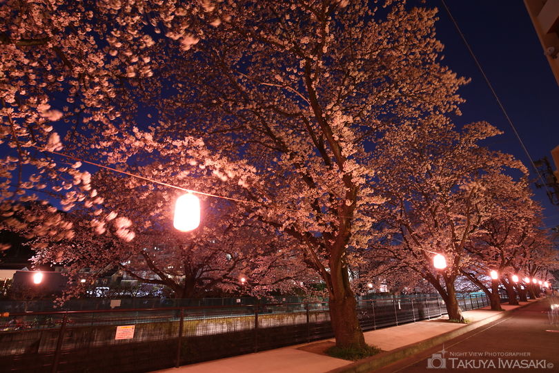 麻生川の桜並木の夜景スポット写真（4）