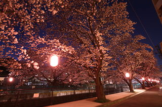 麻生川の桜並木の夜景スポット写真（4）class=