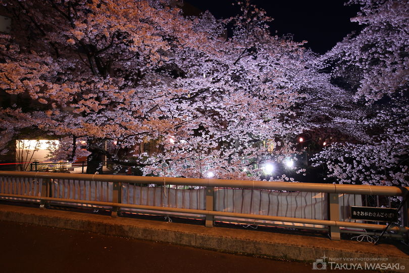 麻生川の桜並木の夜景スポット写真（5）