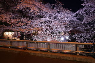 麻生川の桜並木の夜景スポット写真（5）class=
