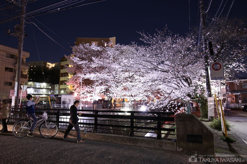 麻生川の桜並木の夜景スポット写真（6）
