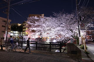 麻生川の桜並木の夜景スポット写真（6）class=