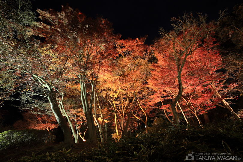 須磨離宮公園の夜景スポット写真（2）