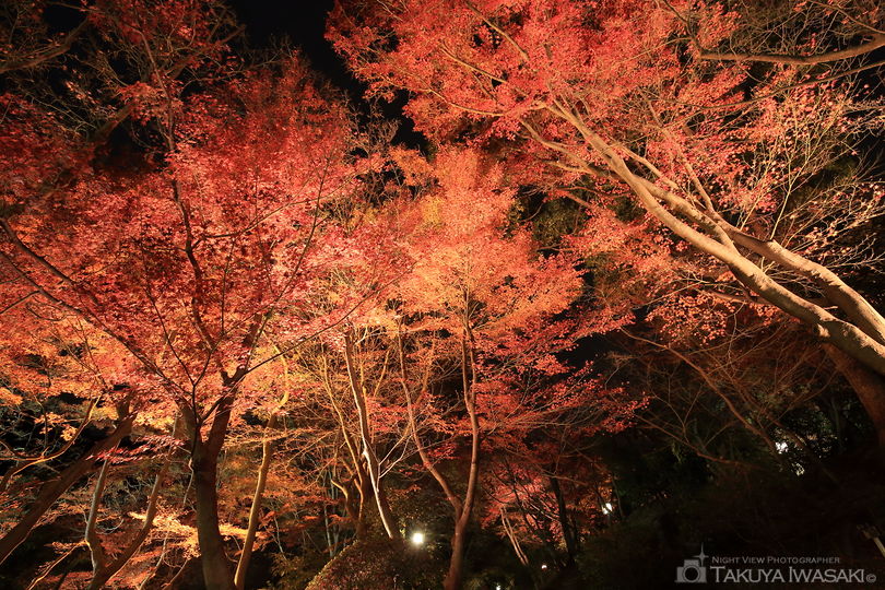 須磨離宮公園の夜景スポット写真（3）
