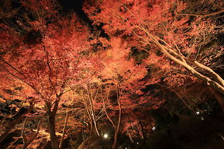 須磨離宮公園の夜景スポット写真（3）class=