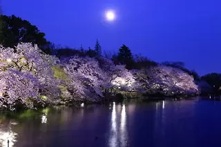 井の頭恩賜公園（夜桜ライトアップ）の夜景