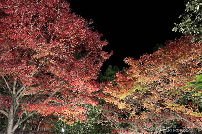 姫路城西御屋敷跡庭園　好古園の夜景スポット写真（1）