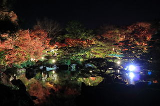 池に反射した紅葉のライトアップ