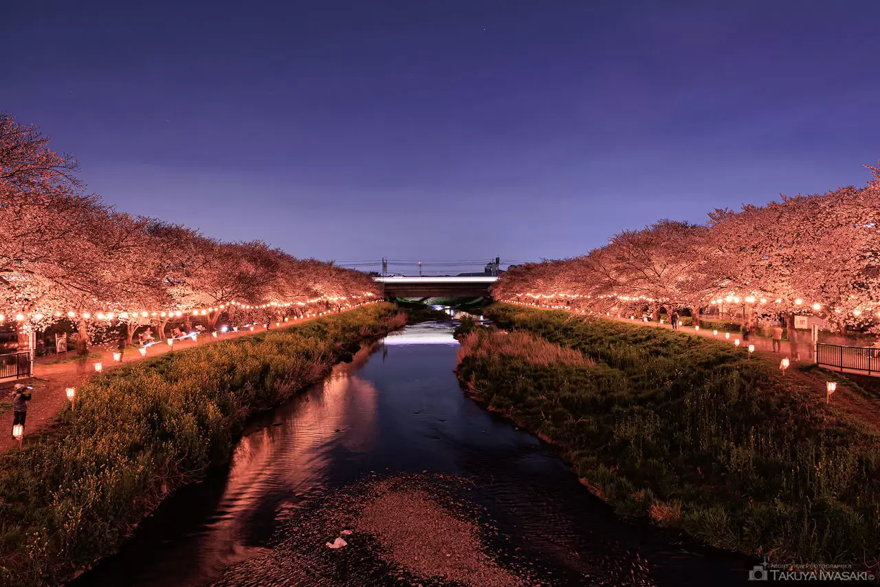 黒目川桜堤・朝霞の夜桜ライトアップの夜景（埼玉県朝霞市）
