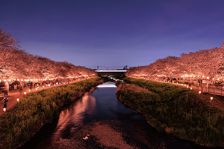 東林橋から電車の光跡と夜桜を望む