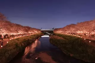 黒目川桜堤（夜桜ライトアップ）の夜景