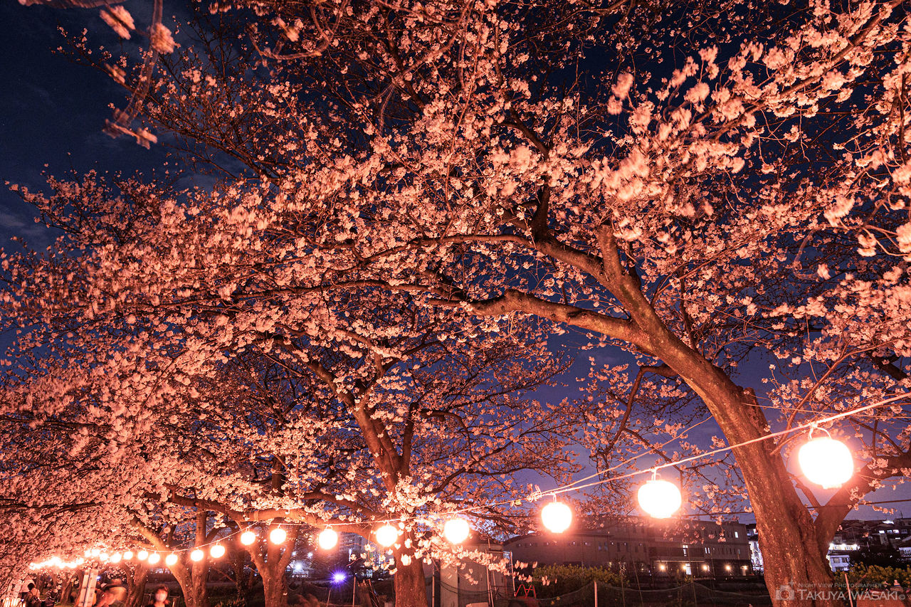 黒目川桜堤の夜景スポット写真（2）