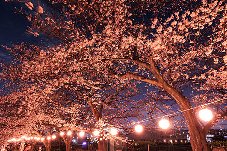 提灯の明かりと夜桜