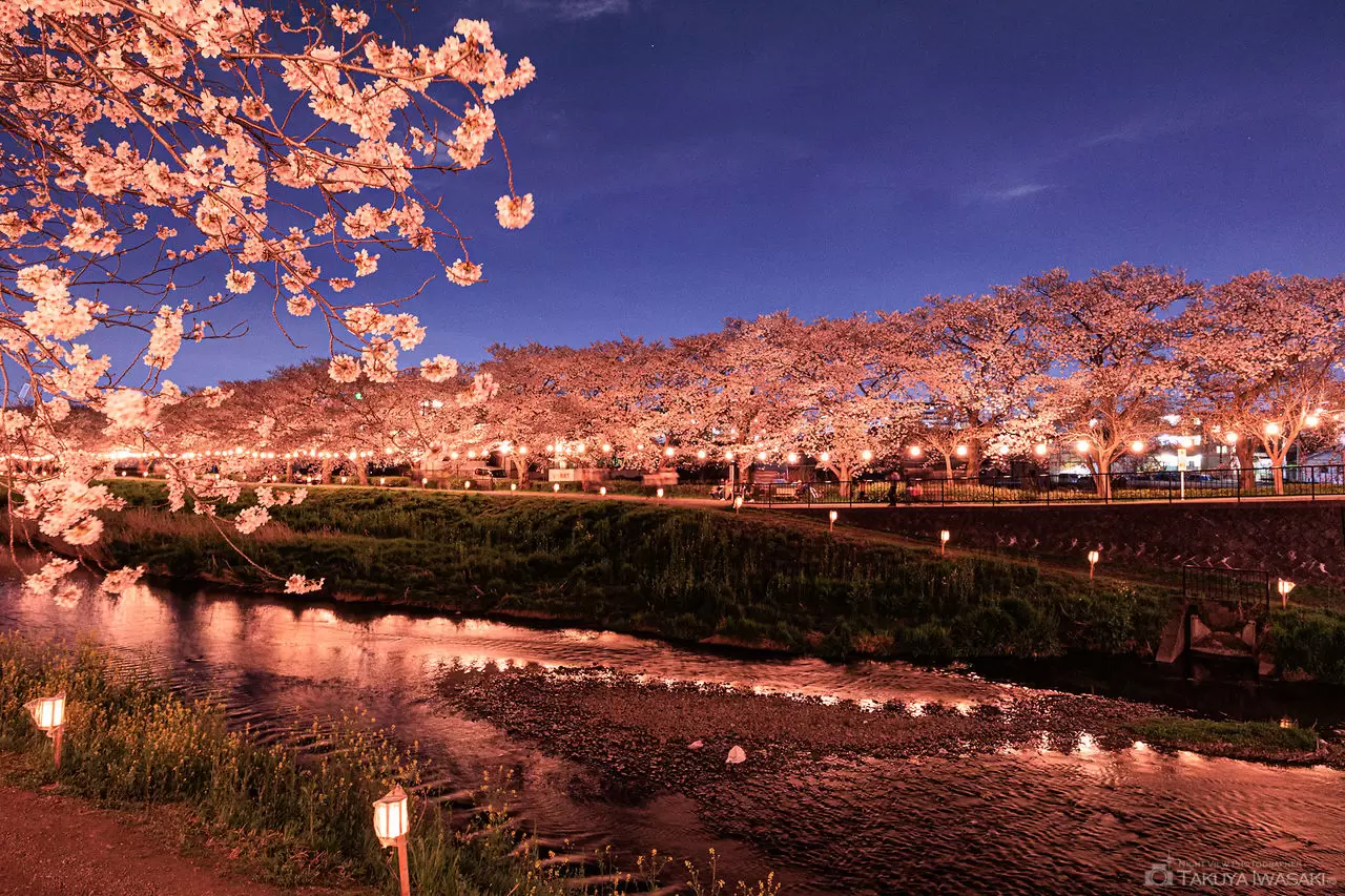 黒目川桜堤・朝霞の夜桜ライトアップの夜景（埼玉県朝霞市）