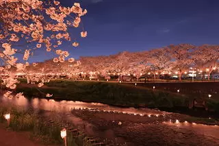 黒目川桜堤（朝霞の夜桜ライトアップ）の夜景