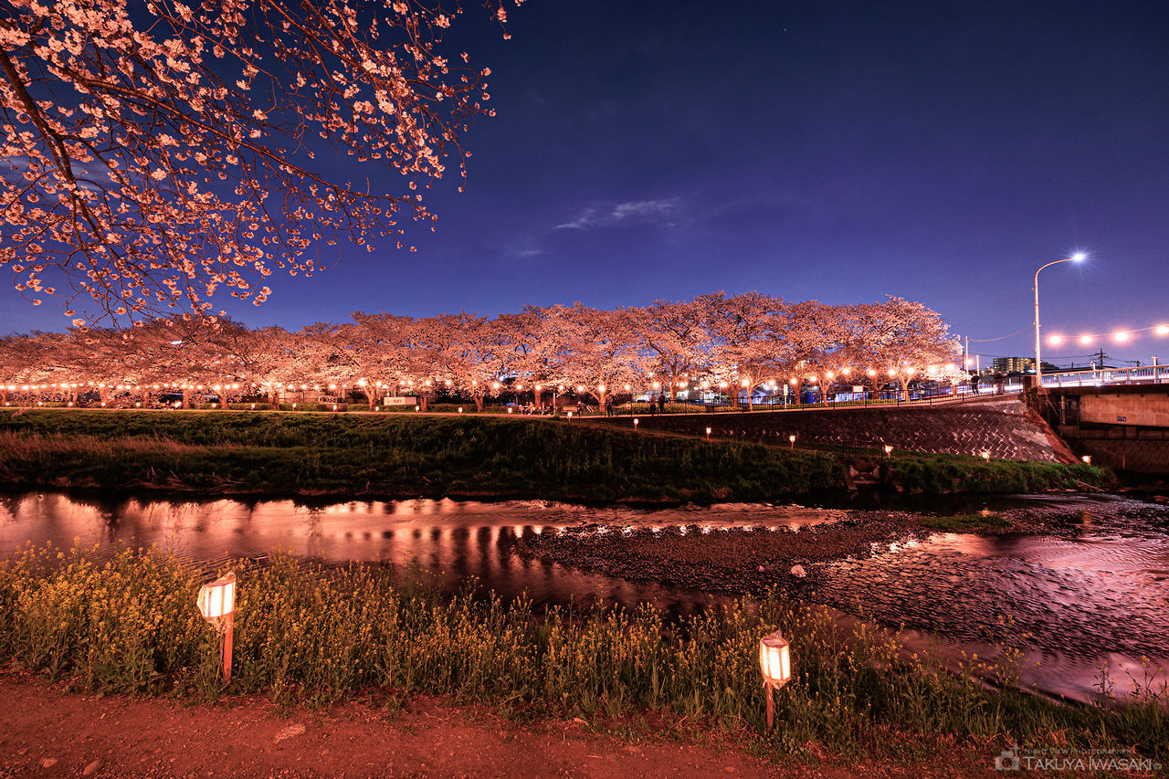 黒目川桜堤の夜景スポット写真（4）