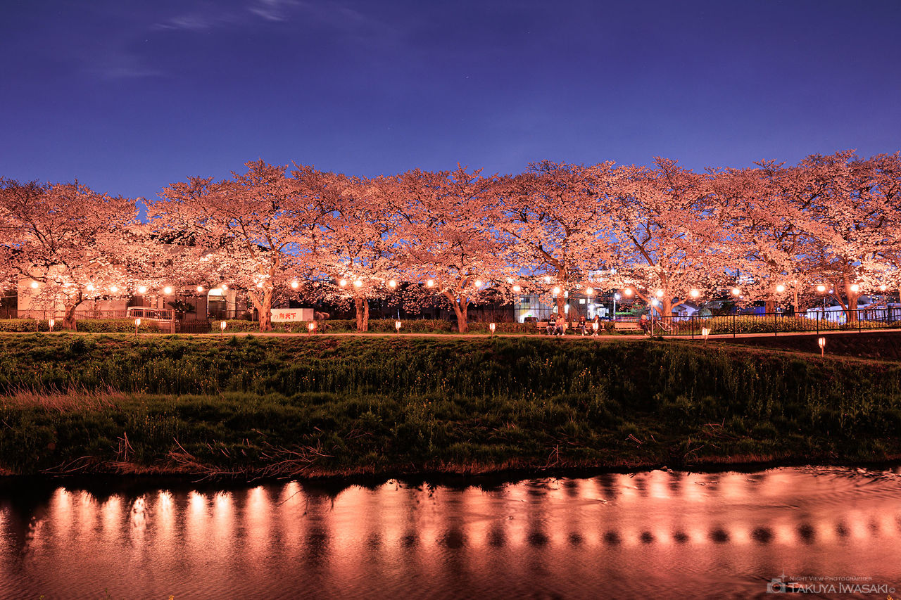 黒目川桜堤の夜景スポット写真（5）