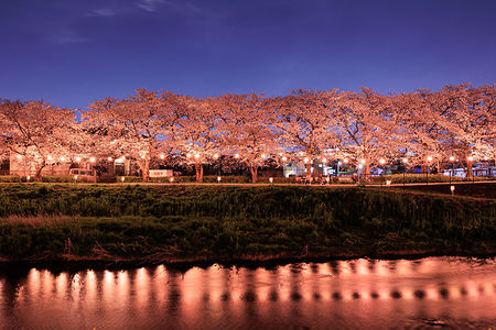 黒目川桜堤の夜景スポット写真（5）class=
