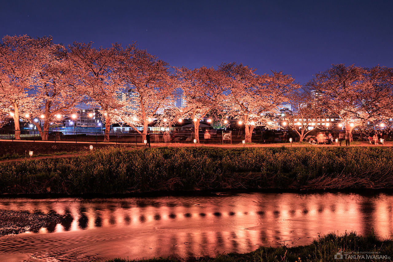黒目川桜堤の夜景スポット写真（6）