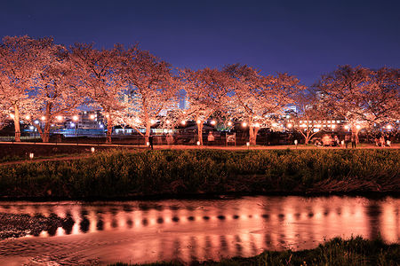 黒目川に反射する夜桜の明かり
