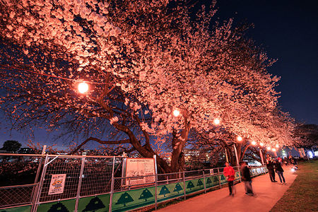 桜並木と提灯を見上げる