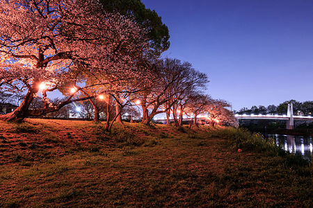 桜並木と富士下橋