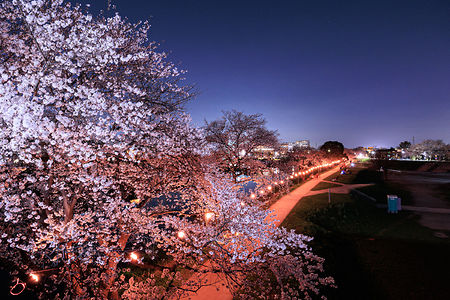 富士下橋から桜並木を見渡す