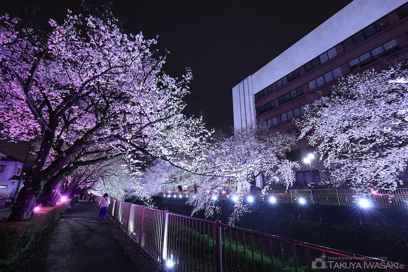 三沢川さくら通りの夜景スポット写真（1）
