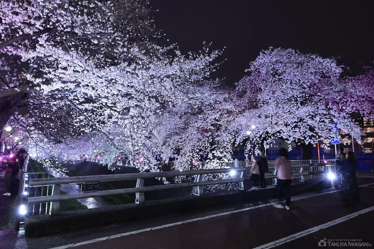 三沢川さくら通り・稲城の夜桜ライトアップの夜景（東京都稲城市）