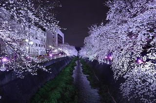 三沢川さくら通りの夜景スポット写真（4）class=