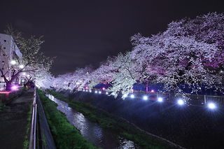 三沢川さくら通りの夜景スポット写真（5）class=